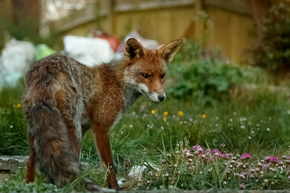 2204202204206224.jpg - Wolfy at dusk