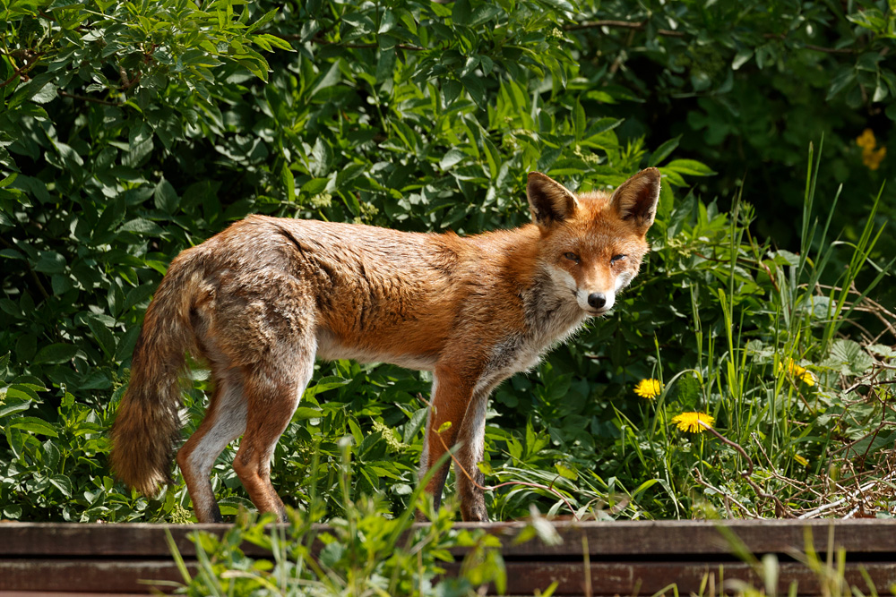 2204222204223895.jpg - Young male fox