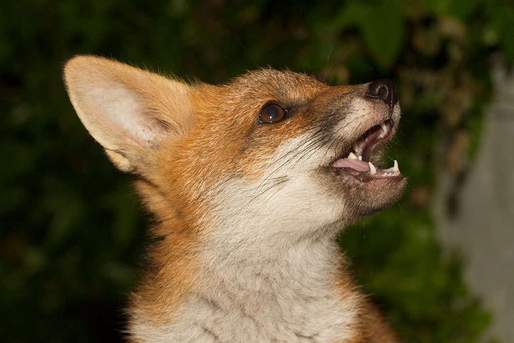 2205132105137511.jpg - Fox cub portrait
