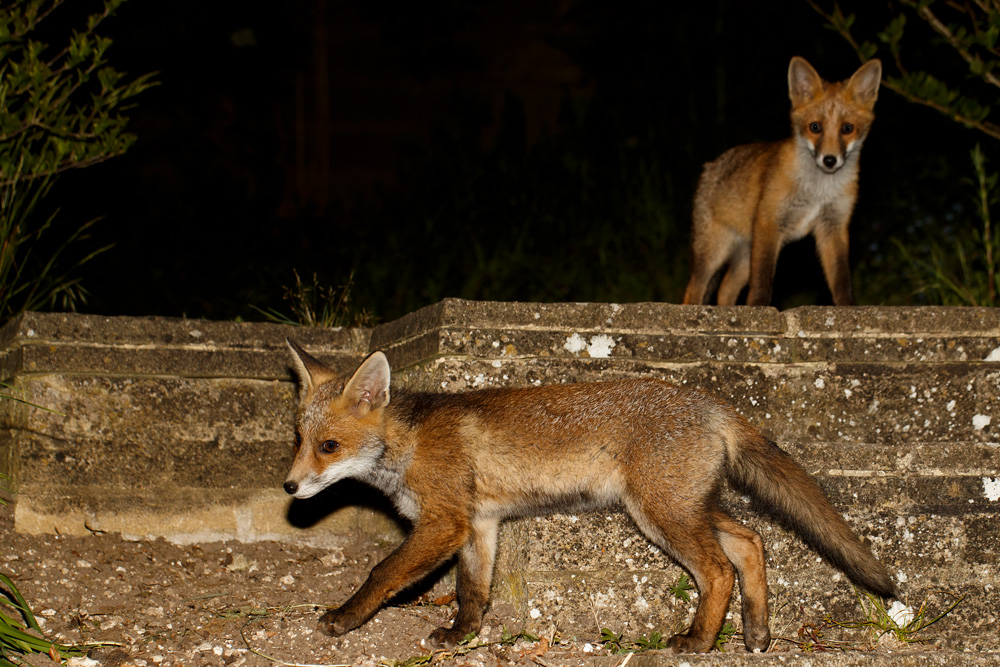 2205182205183389.jpg - Two fox cubs on the garden steps