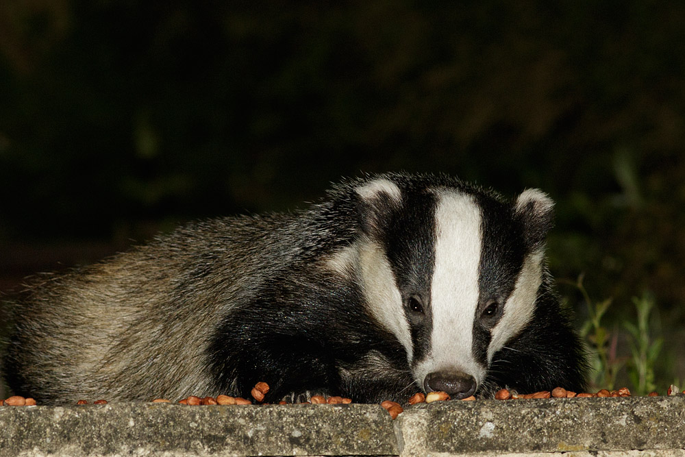 2206151306150027.jpg - Badger and peanuts