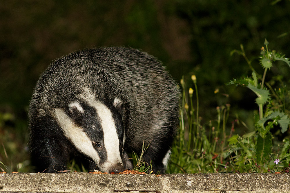 2206162206160754.jpg - Badger in the garden at night