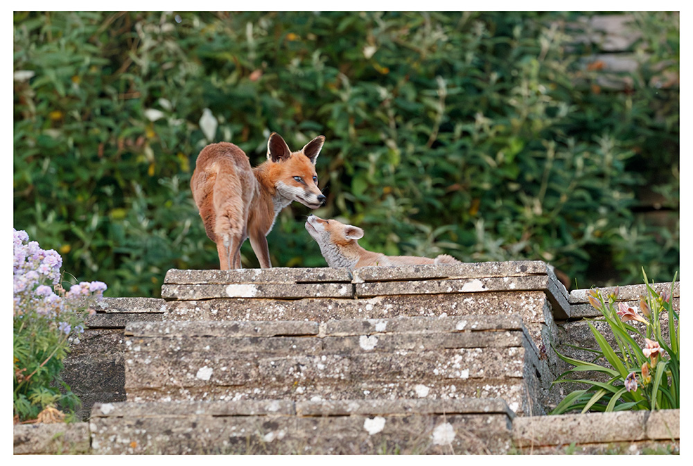 2206251806253593.jpg - Fox cub and Stripe