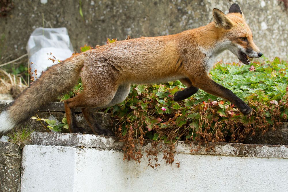 2208131808130004.jpg - Young fox stepping over obtacle
