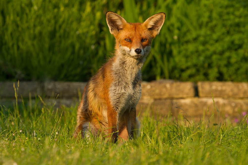 2208150706133461.jpg - Fox in sunshine