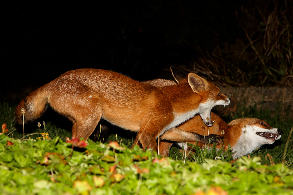 2208182208189882.jpg - Pretty Vixen pulls rank on Long Nose