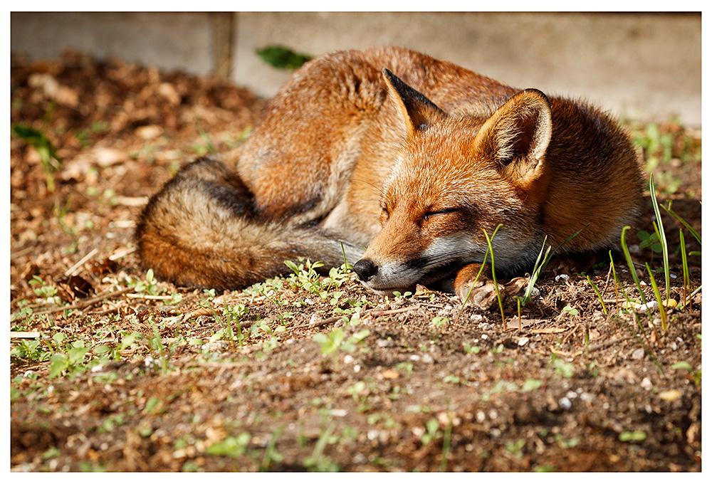 2209231309230579.jpg - Lopa relaxing in the sunshine