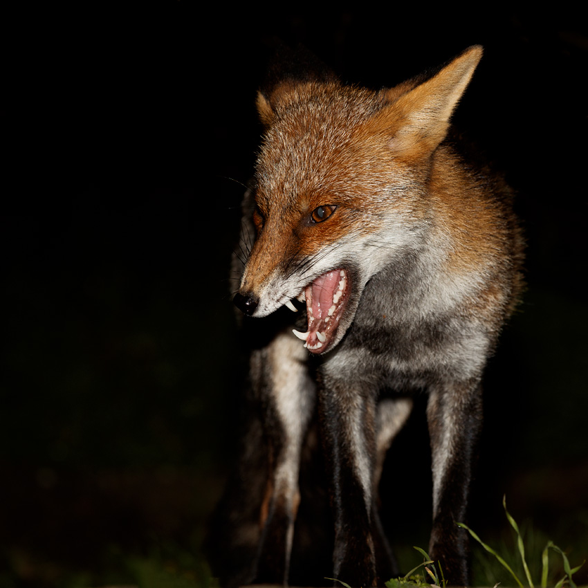 2210192210190806.jpg - Portrait of Wolfy