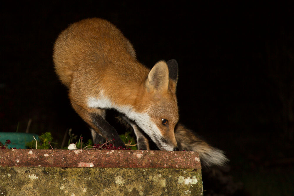 2211132011138908.jpg - Young fox on a low wall in a suburban garden