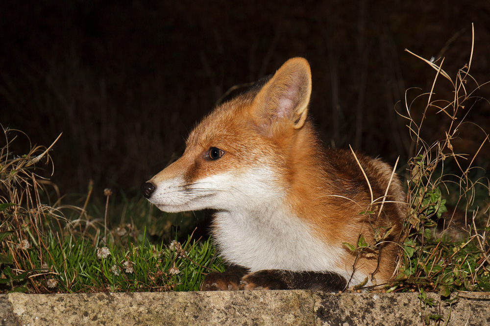 2211172211175899.jpg - Pretty Vixen on a windy night