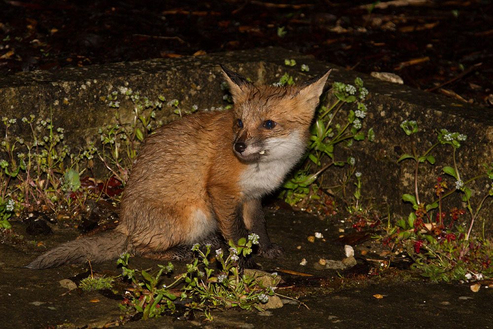2212141405135287.jpg - Fox cub in the rain