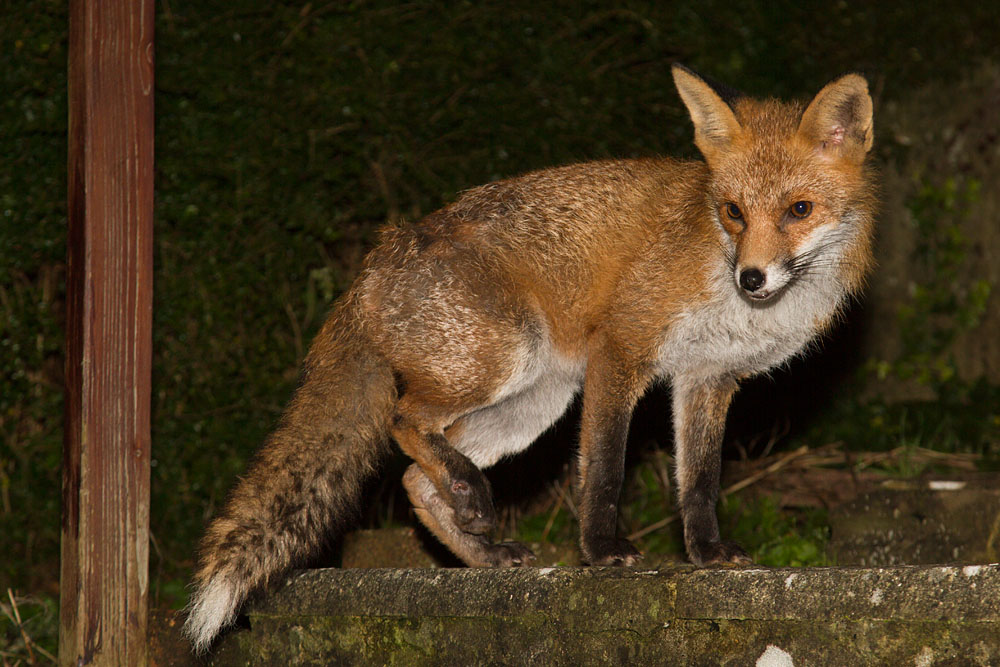 2301142201148154.jpg - Fox in garden