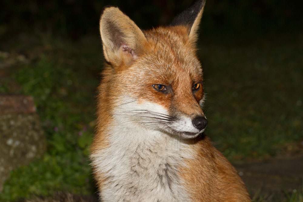 2301152002113859.jpg - Portrait of a fox at night