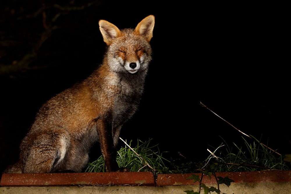 2301202201205090.jpg - Wolfy at Night