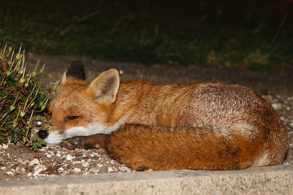 2302132409092039.jpg - Fox (Vulpes vulpes) relaxing in a suburban garden at night.