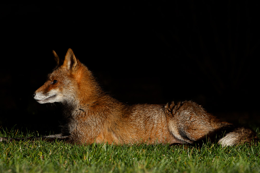 2302202302208207.jpg - Wolfy at Night