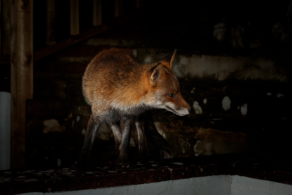 2302212302213747.jpg - Wolfy on the patio steps