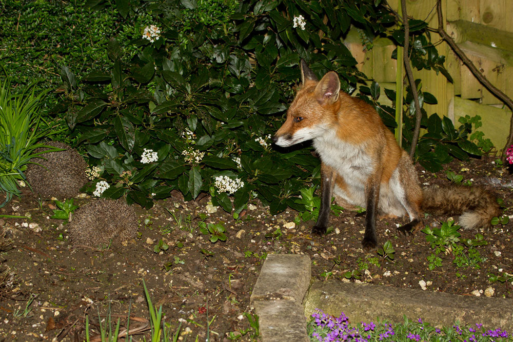 2303130604112964.jpg - Fox (Vulpes vulpes) sitting next to two hedgehogs in a suburban garden.