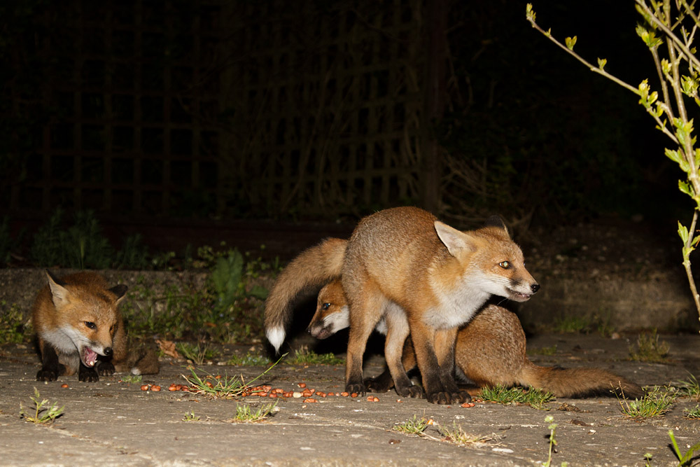 2303170406131891.jpg - Three fox cubs