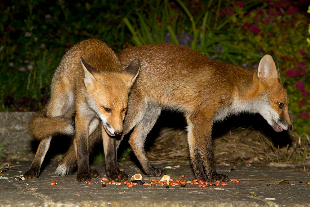 2304131806124249.jpg - Fox cubs (Vulpes vulpes) standing over peanuts in a suburban garden.