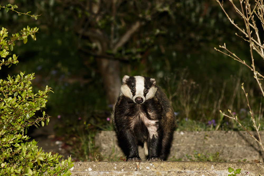 2304152104156365.jpg - Badger in garden