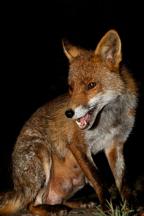 2304202304206644.jpg - Portrait of Wolfy the vixen