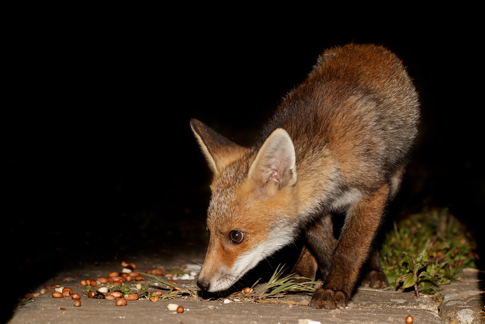 2305182205183380.jpg - Fox cub at 10-11 weeks old