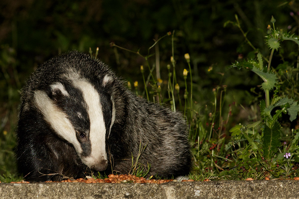 2306162206160756.jpg - Badger in the garden at night