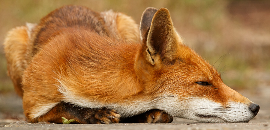 2306182306187276.jpg - Portrait of Pretty Vixen in evening sunshine