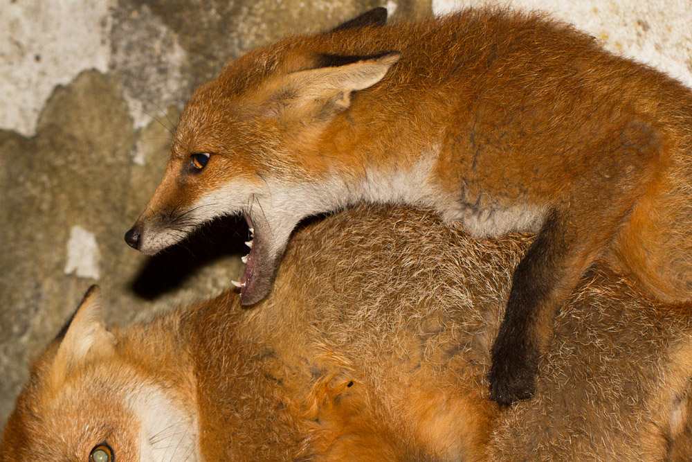 2309152106135489.jpg - Two fox cubs