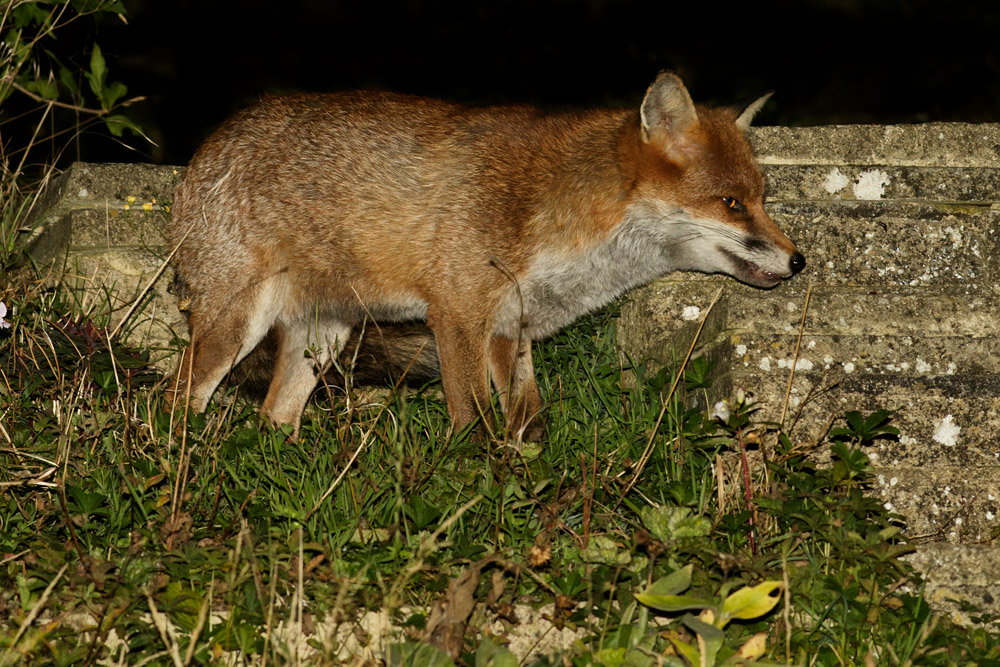 2309162309163972.jpg - Fox in garden