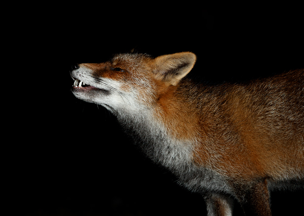 2310202310208881.jpg - Portrait of Wolfy
