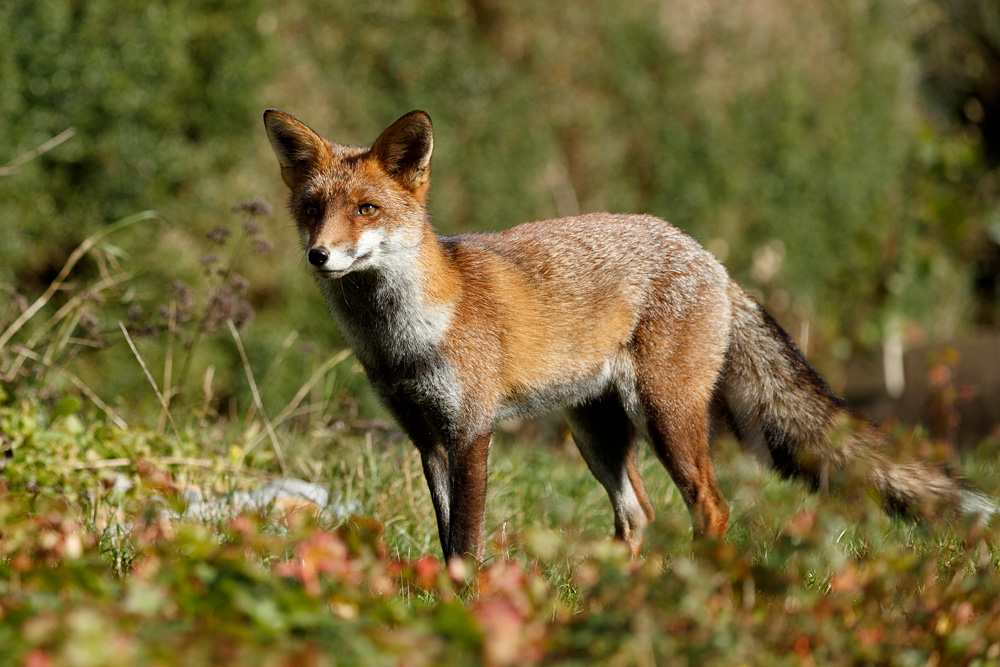 2310212210212853.jpg - Loper in the sunshine