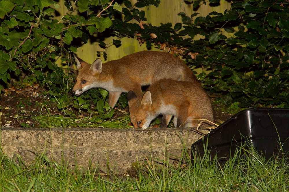 2311122406125926.jpg - Two young fox cubs in a garden.