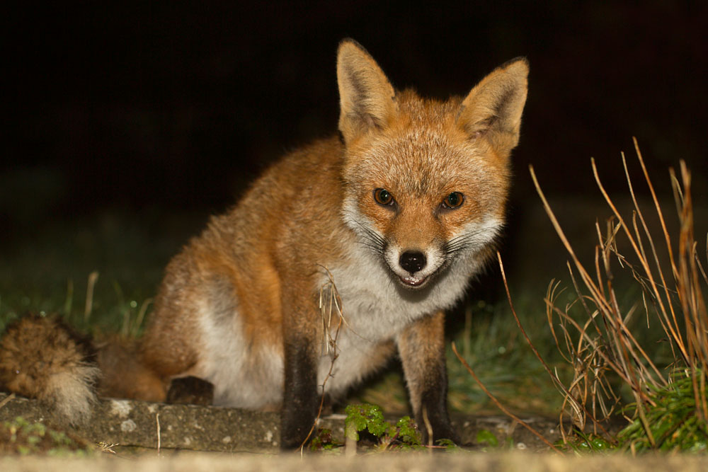 2311140603144583.jpg - Fox in garden