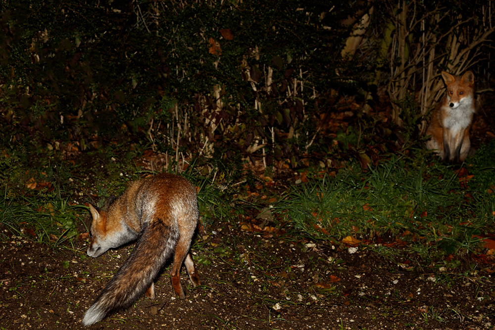 2311192311192219.jpg - Wolfy with young fox looking on