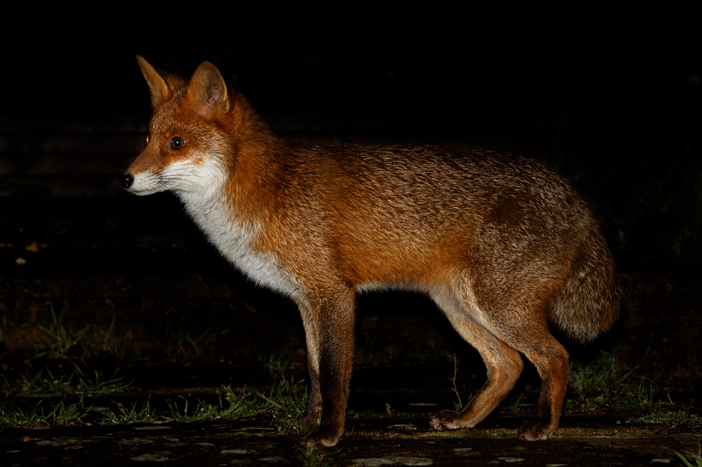 2312192312193051.jpg - Young fox (Stumpy)