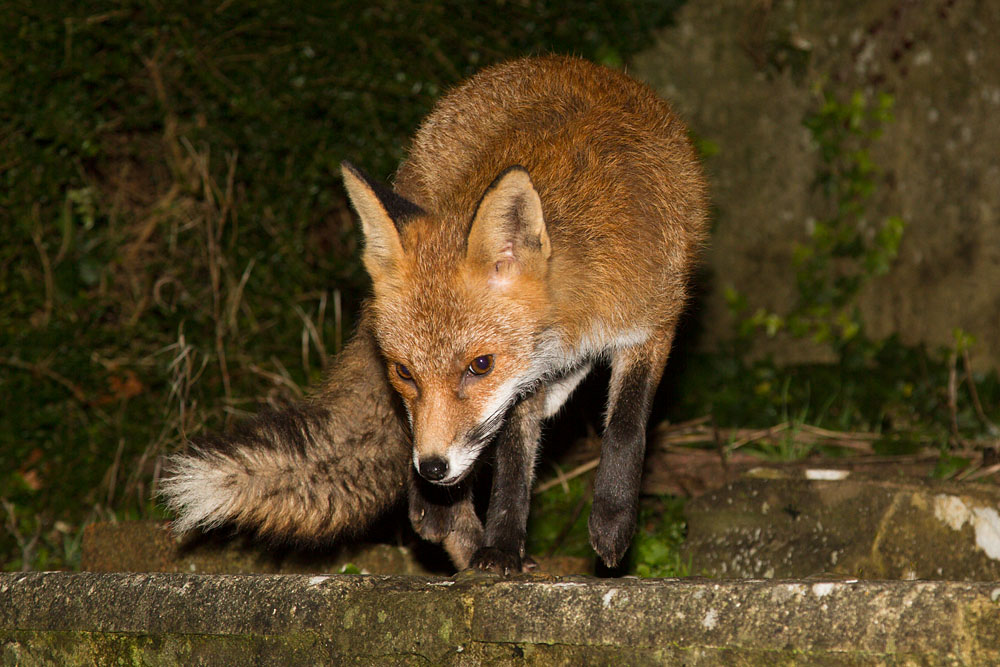 2401142201148158.jpg - Fox in garden