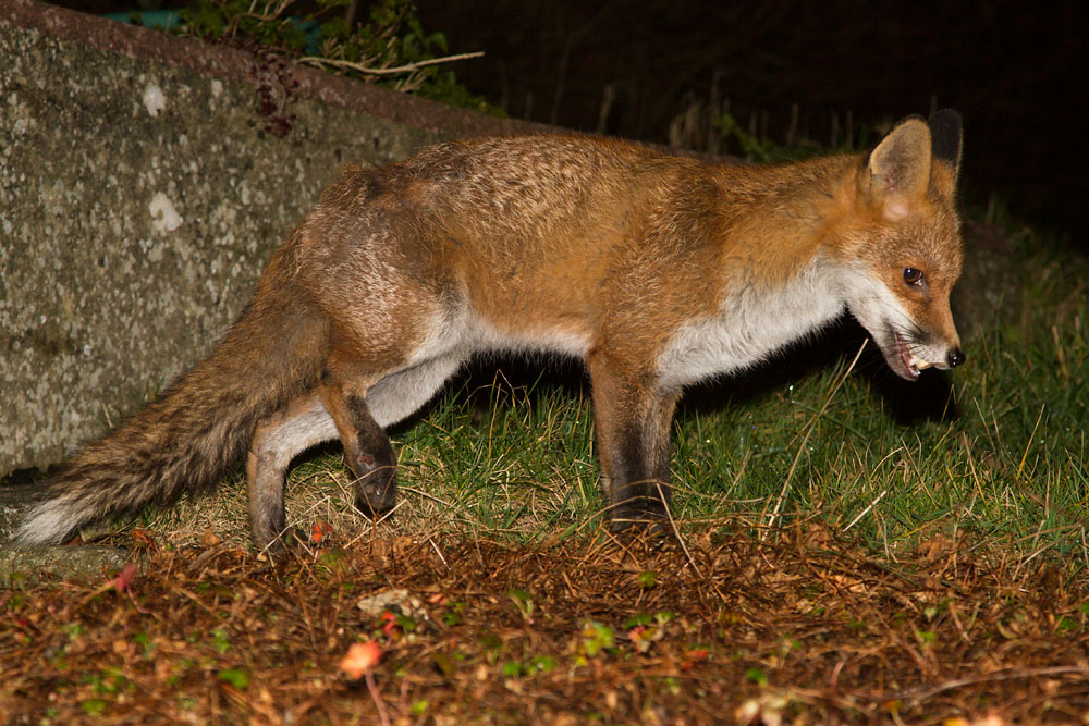 2401152201148172.jpg - Fox with limp