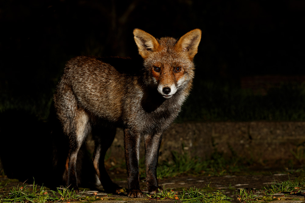 2401202401205120.jpg - Wolfy at Night