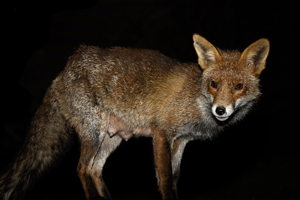 2403202403201290.jpg - Portrait of Wolfy the vixen