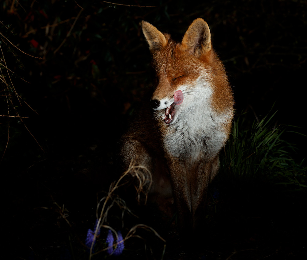 2403222303221267.jpg - Portrait of Stumpy the vixen
