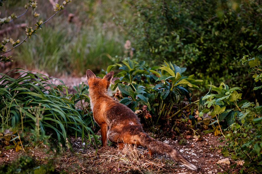 2405202405200060.jpg - Wolfy at dusk