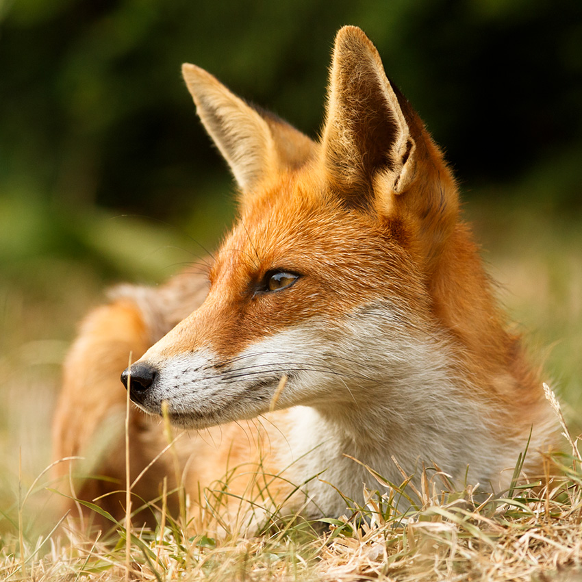 2406182306187368.jpg - Portrait of Pretty Vixen in evening sunshine
