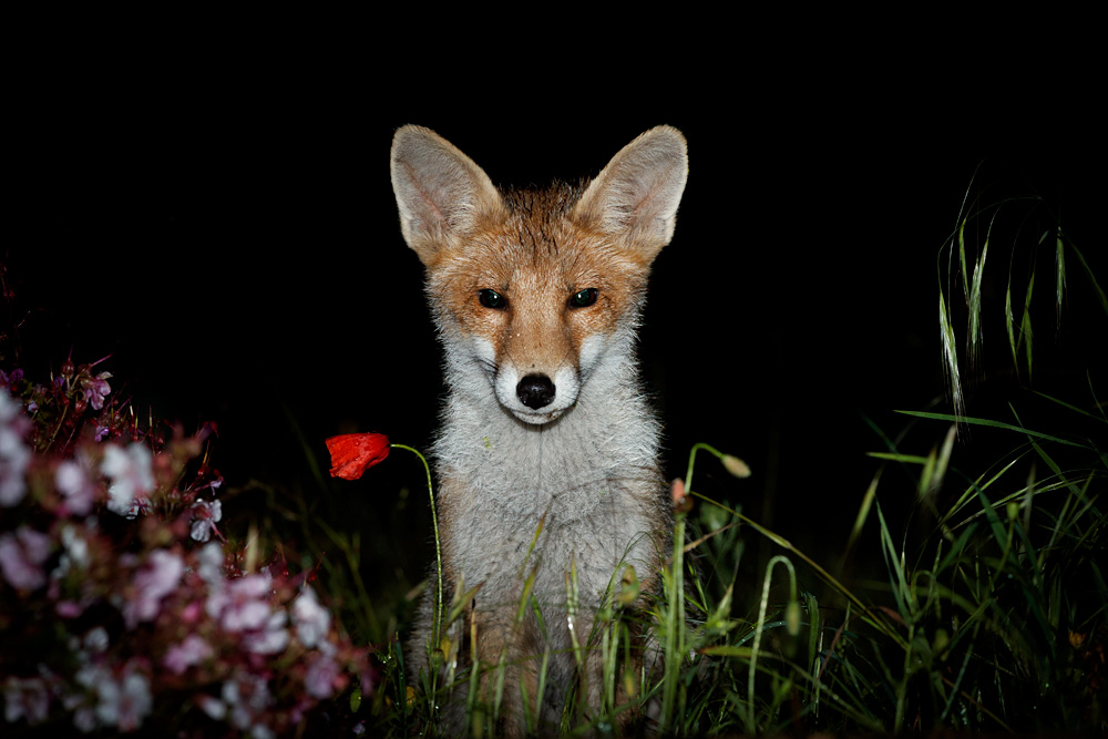 2406212206212582.jpg - Fox cub after the rain