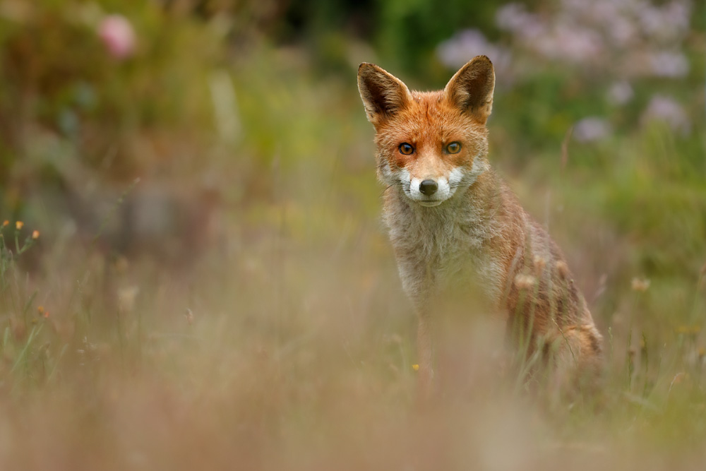 2406222406221177.jpg - Stumpy in the long grass