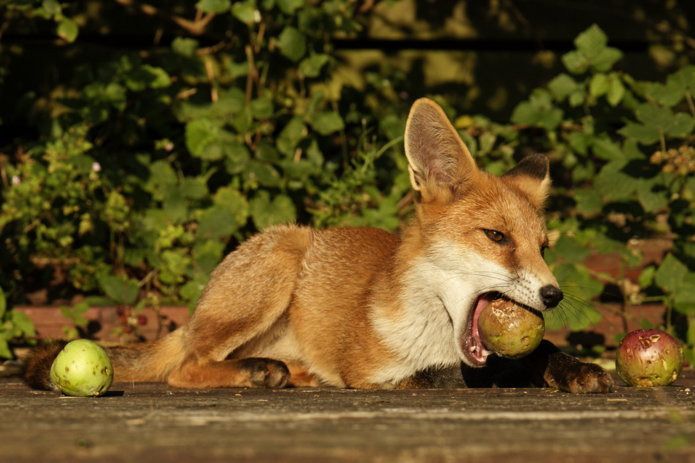 2407172407172080.jpg - Pretty little vixen playing with apples
