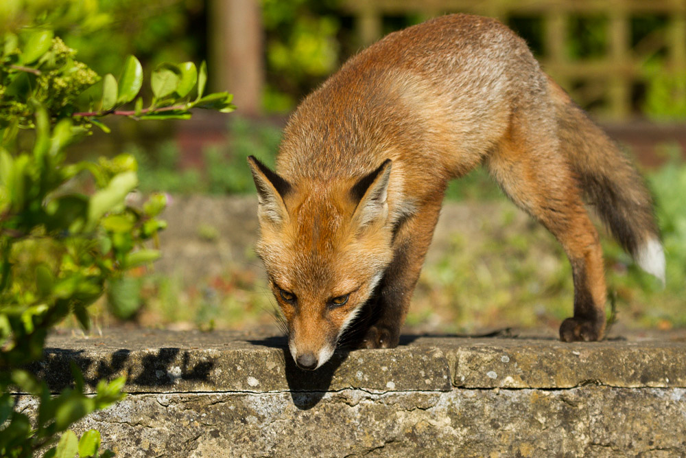 2408150806133538.jpg - Fox cub on patio