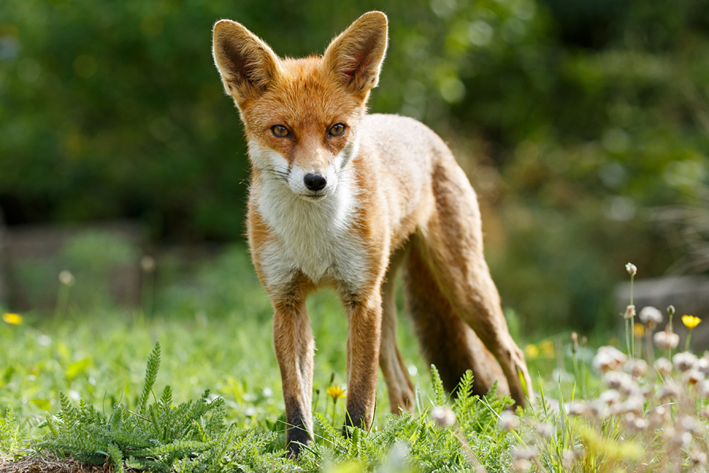 2408182408180069.jpg - Pretty Vixen