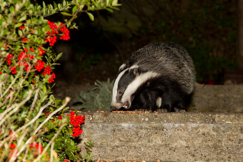 2409121909124731.jpg - Badger (Meles meles) foraging peanuts in a Sussex suburban garden.
